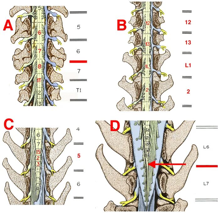Особенности позвоночника собаки. L5 l6 позвонки. Диск l5 l6. Позвоночник l5 l6. L6 l7 позвоночник.