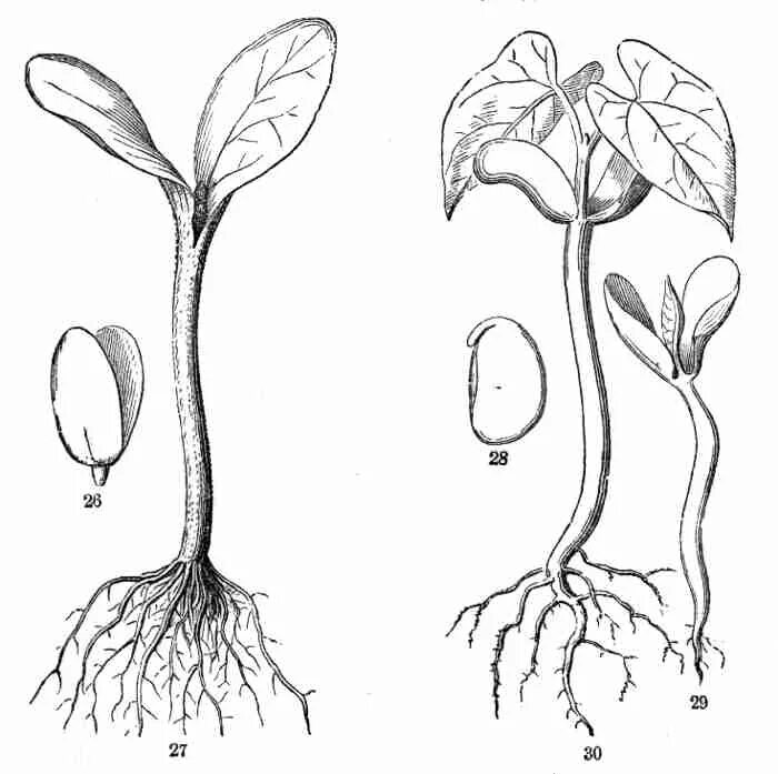 Корневая система фасоли. Корень проростка фасоли. Побег у обыкновенной фасоли. Корень проростка гороха.