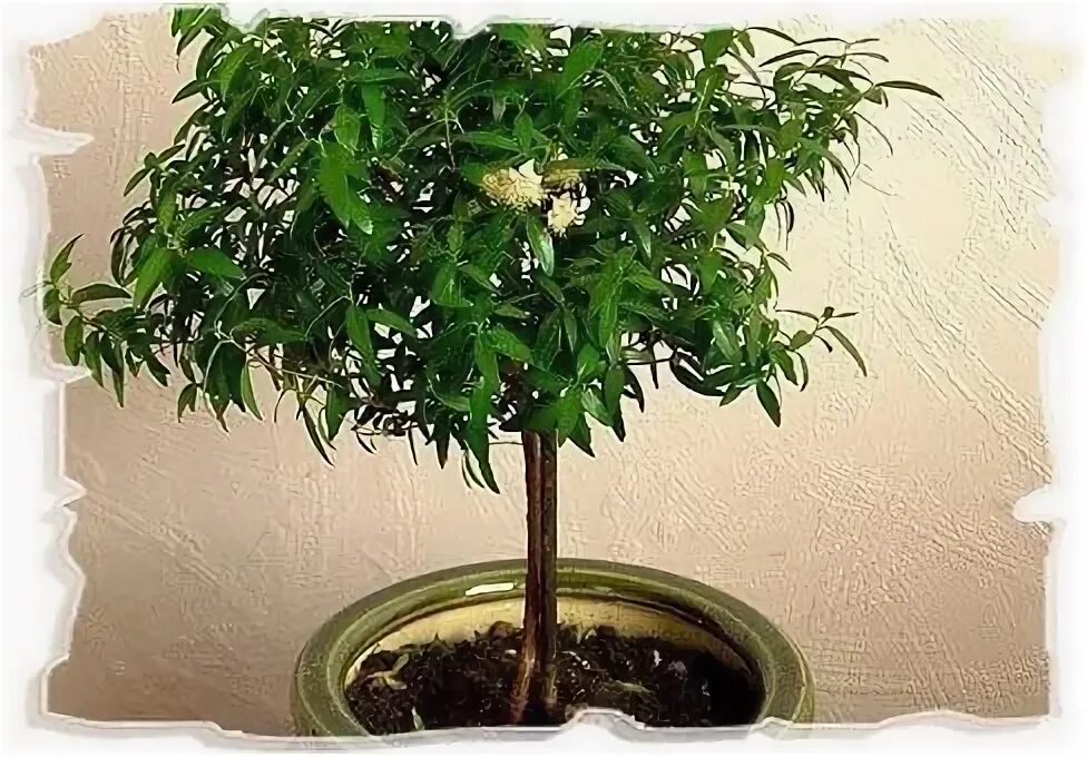 Мирт flore pleno,. Мирт в горшке. Сотрудники медицинский центр мирт кострома инженерный переулок. Мирт комнатный. Мирт дерево.