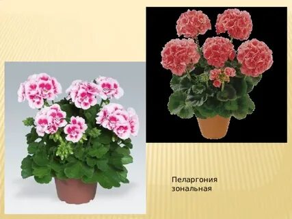Систематика герани