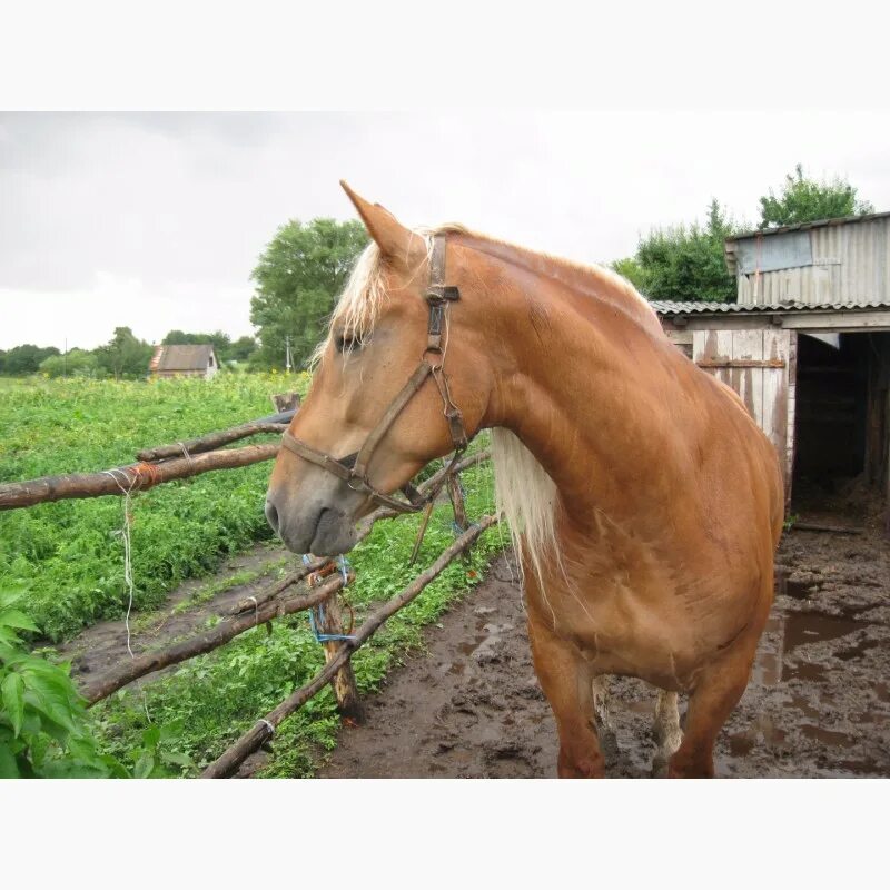 Конь Агро. Продажа рабочих лошадей. Как назвать рабочую лошадь. Куплю рабочего коня в Шебалинском районе недорого.