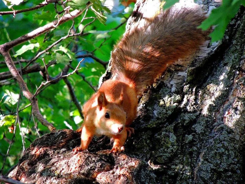 Оранжевая белка. Рыжая белка. К чему снится белка. Vivi_squirrel фул. К чему снится белка рыжая.