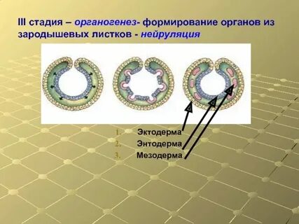 Зародыш эктодермы и энтодермы мезодерма