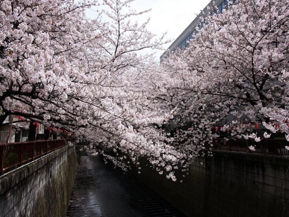 фестиваль цветения сакуры в японии. ханами в японии. ханами. ханами фото. ханами оне.