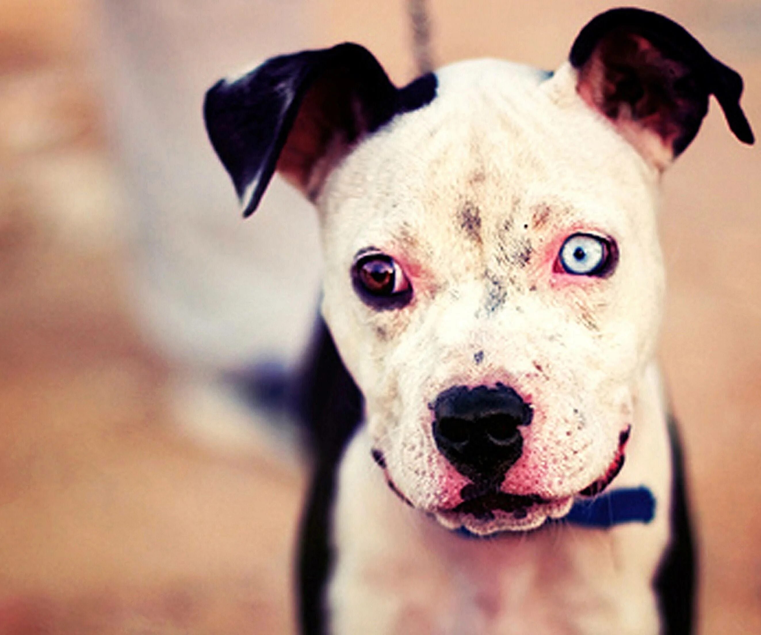 Аргентинский дог альбинос. Глаза стаффа. Амстафф лиловый. Американский амстафф терьер. Американский стаффордширский терьер белый.