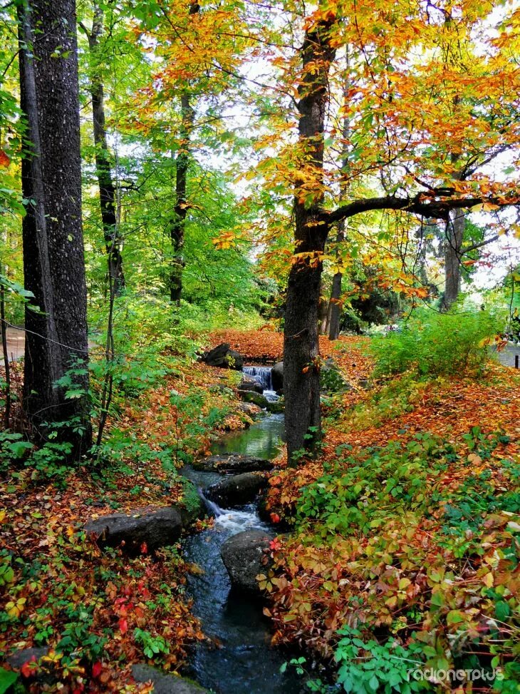 Змеи и осень. Осенний уж. Стоял ноябрь уж у двора иллюстрация. Уж в лесу. Змеи осенью.