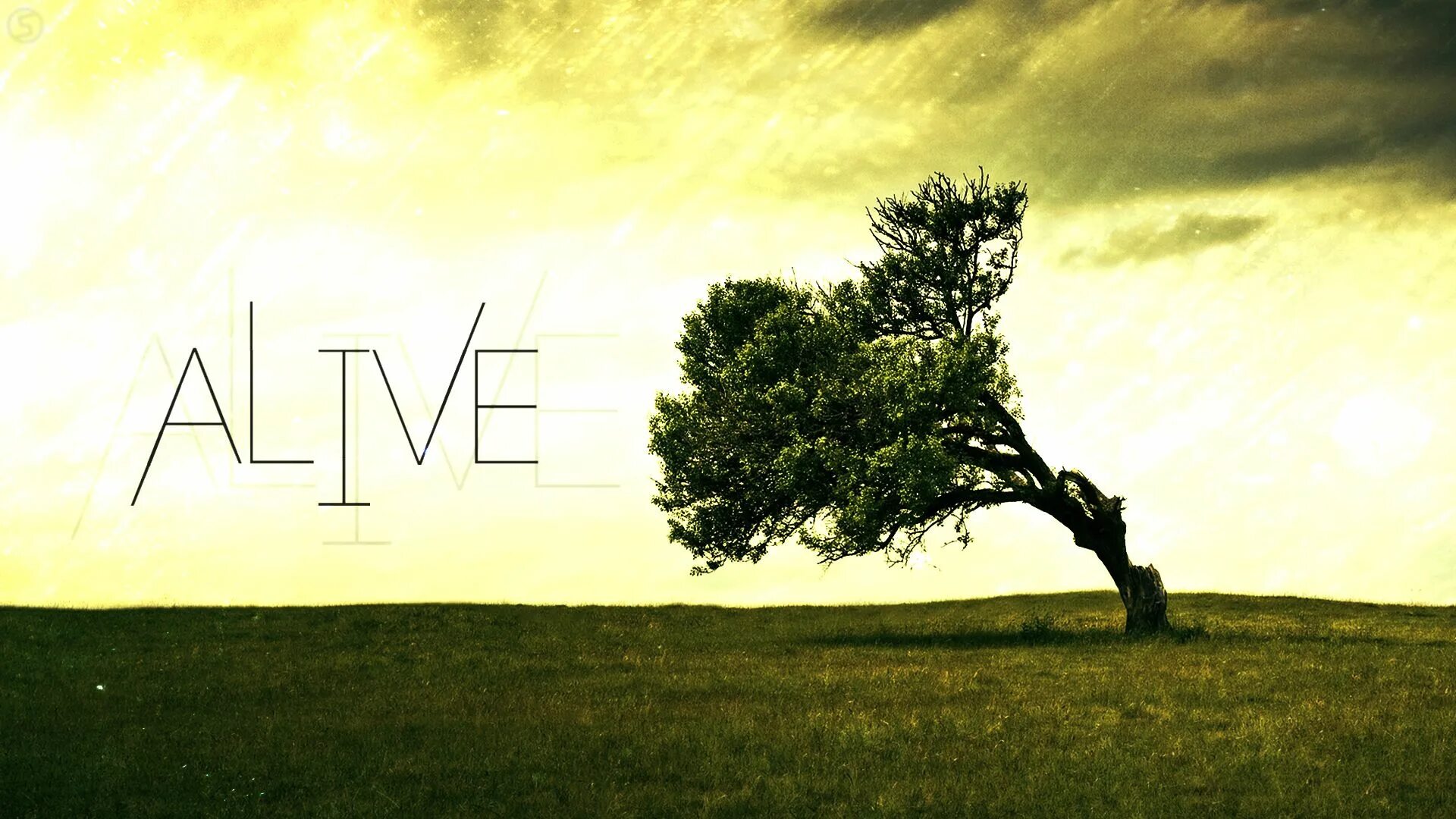 Will be alive. Alive. Lide. Alive обои. I'M Alive обои.