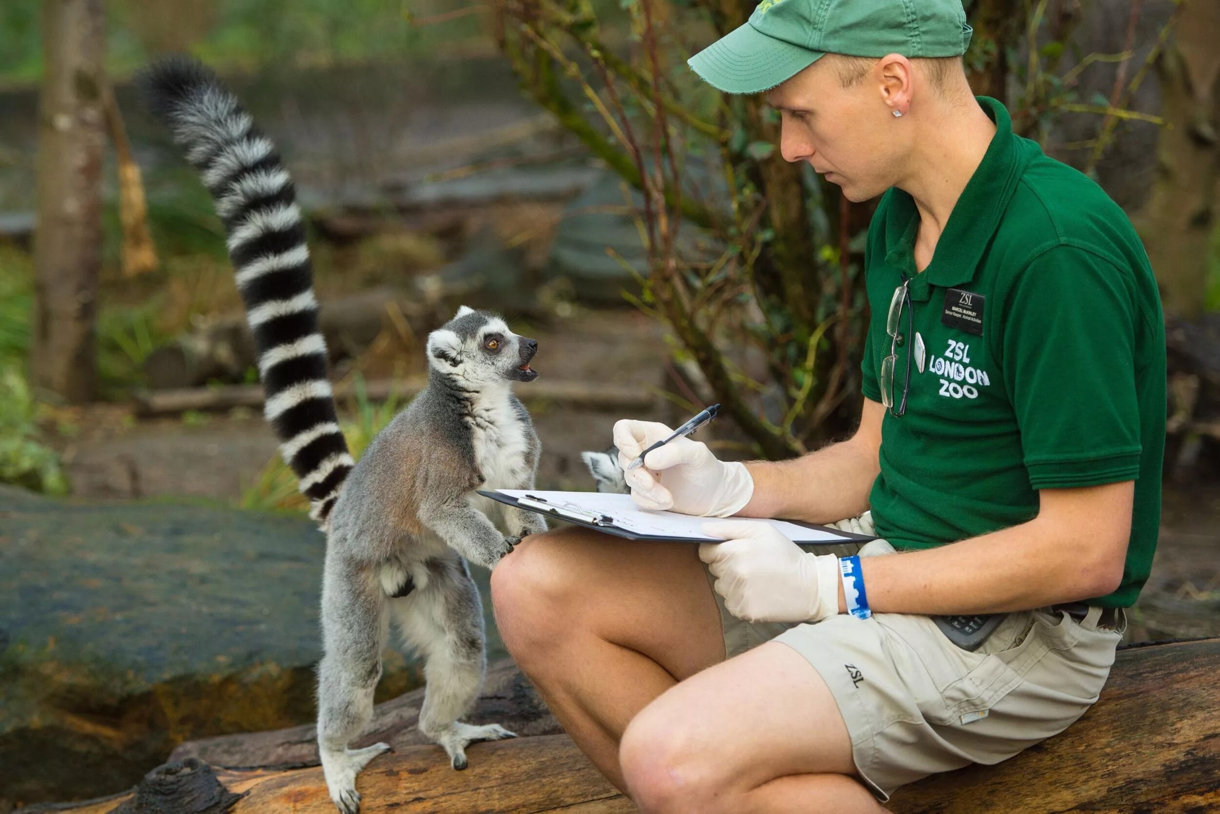 Роль зоопарков. Лондонский зоопарк (London Zoo). Лондонский зоопарк Риджентс-парк. Королевский зоопарк в Лондоне. Риджентс парк зоопарк.