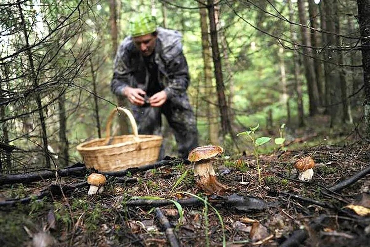 Грибники в лесу. Собирание грибов в лесу. Грибы в тайге. Грибники собирают грибы в лесу.