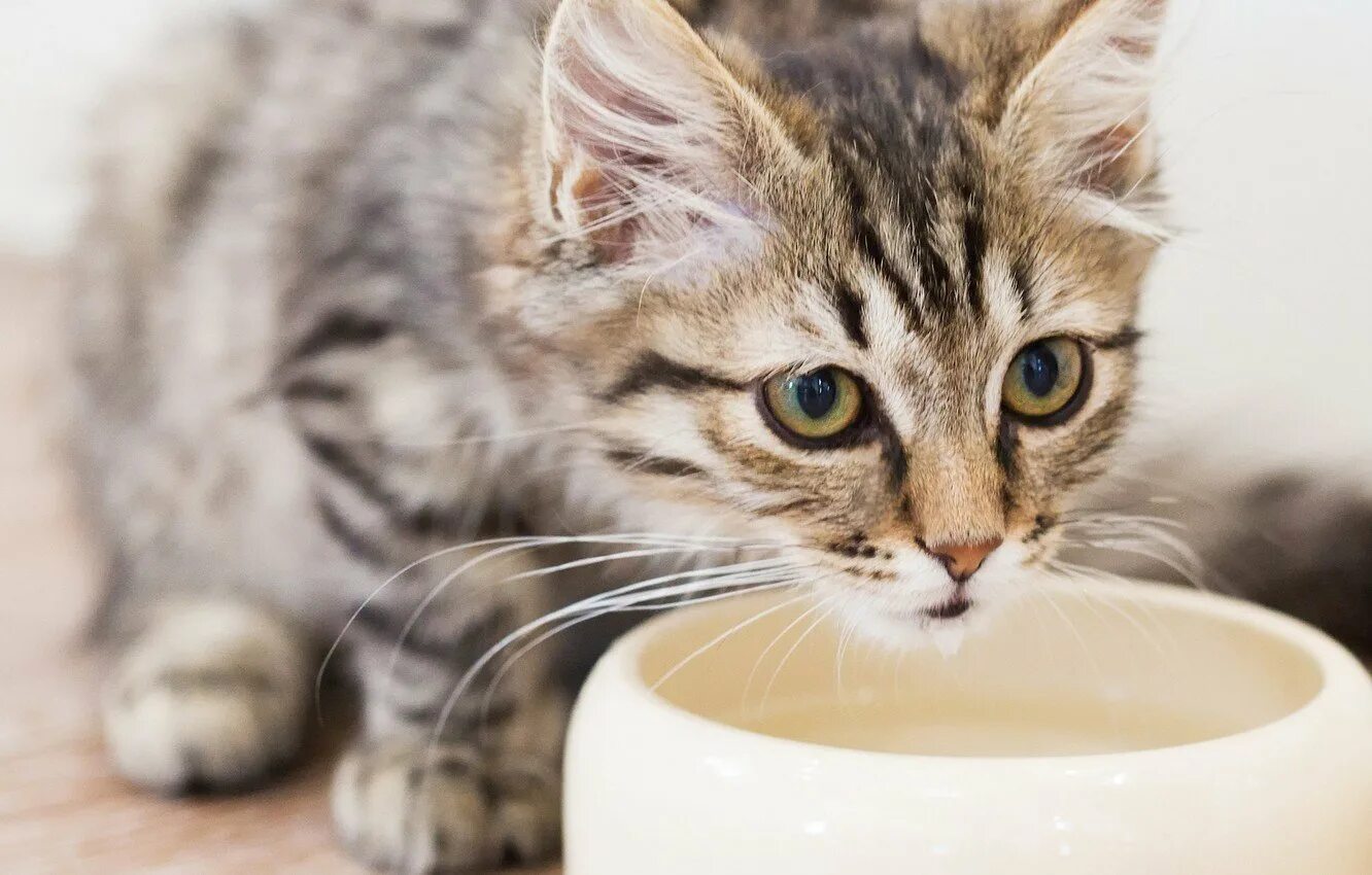 Какое молоко пьют котята. Котенок пьет молоко. картинка кот пьет молоко. кот пьет молоко фото. котенок пьет молоко из миски.