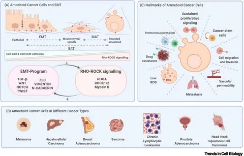 The amoeboid state as part of the epithelial-to-mesenchymal transition.