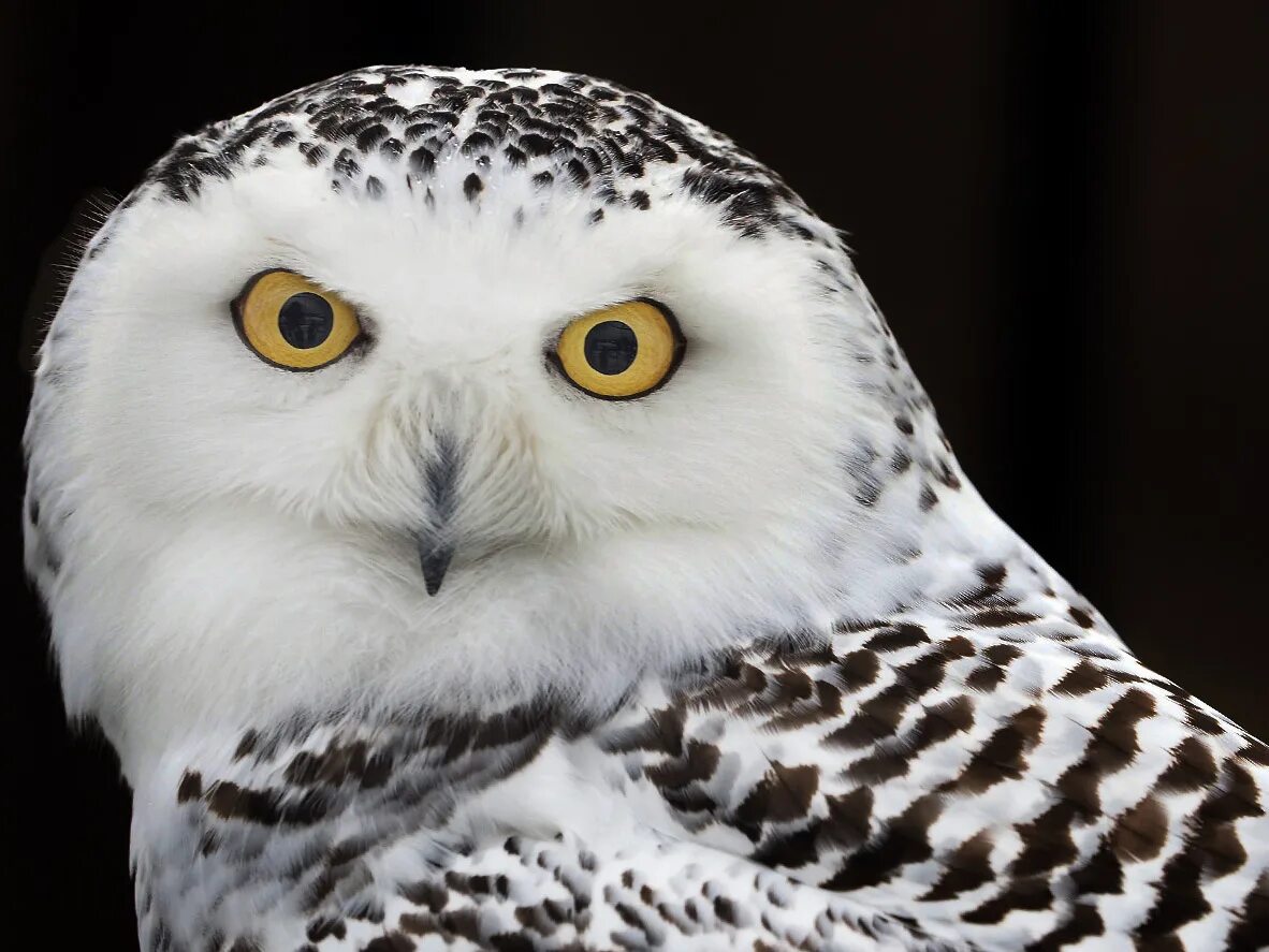 Полярная сова харп. Полярная сова и филин. Полярная сова в тундре. Как выглядит полярная сова. Совы полярные.