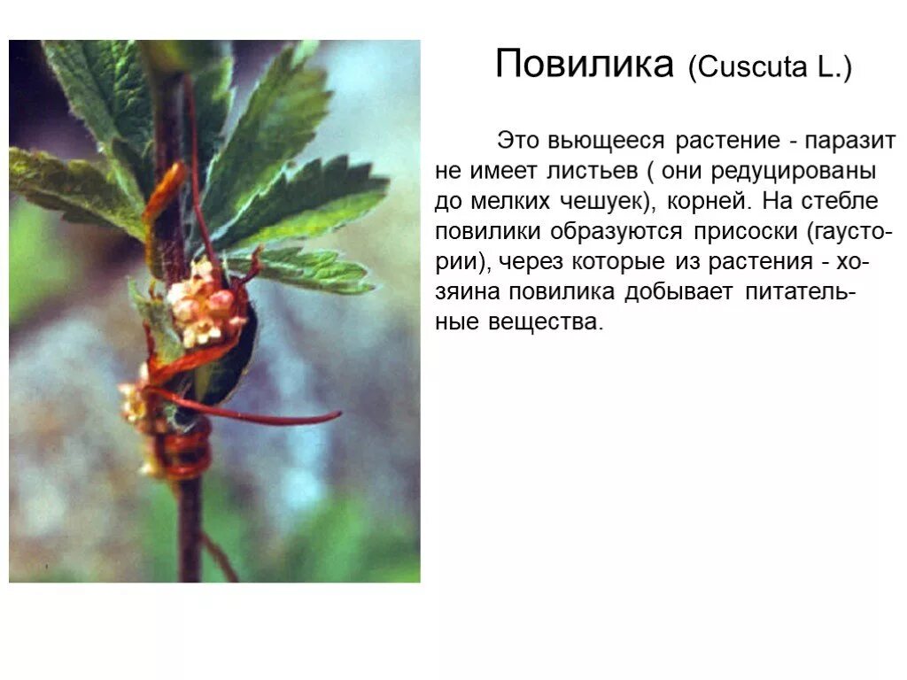 Редукция листьев
