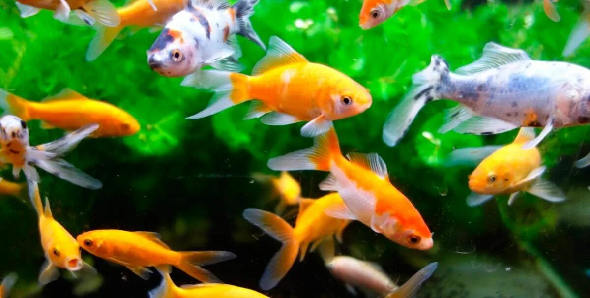 Pets fish. Рыбка пузырек. Рыба с пузырьками. Live Fish. Fish Pet.