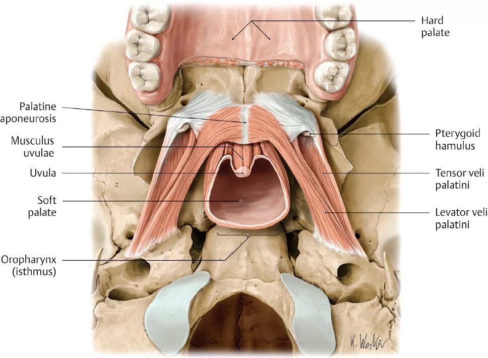 Поднятие мягкого неба. Мышцы мягкого неба (Palatum Molle):. Небная занавеска Velum Palatinum. Musculus Tensor Veli Palatini. Tensor Veli Palatini мышца анатомия.