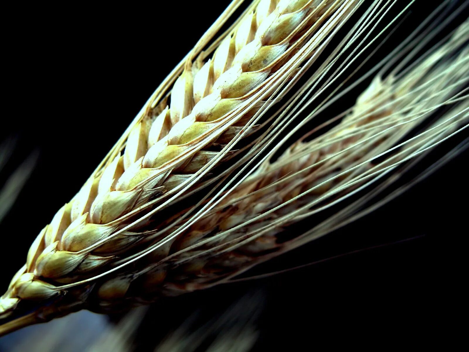 Колосок пшеницы. Колос просянки. Пшеничный Колос. Древняя пшеница Колос. Рожь колосок.