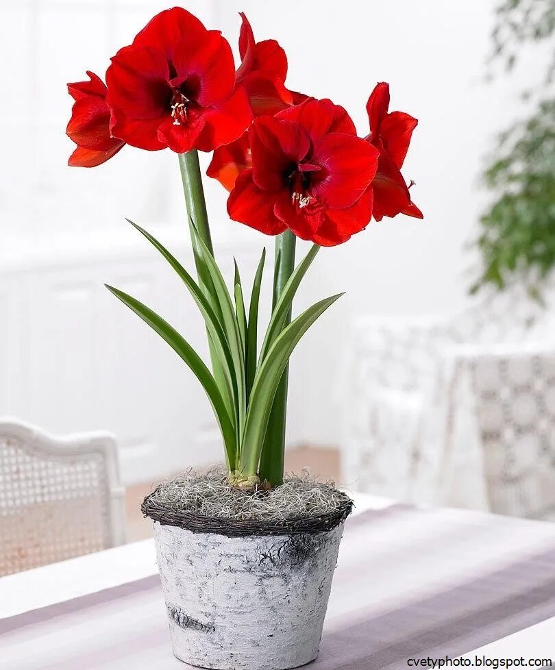 Цветок амариллис фото уход. Амариллис цветок. Гиппеаструм амариллис. Амариллис цветок комнатный. Гиппеаструм красный.