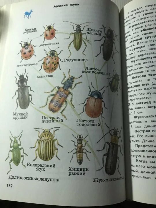 Название 1 жуков. Атлас определитель Плешаков жуки. Атлас-определитель от земли до неба про Жуков. Плешаков атлас определитель насекомые. Атлас определитель Жуков окружающий мир.