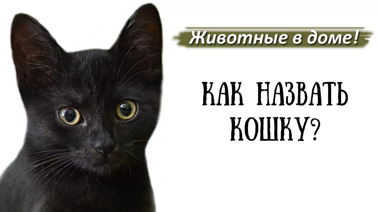 Том как же можно назвать. Имена для кошек. Красивые имена для кошек. Клички для кошечек. Красивые имена для котят девочек.