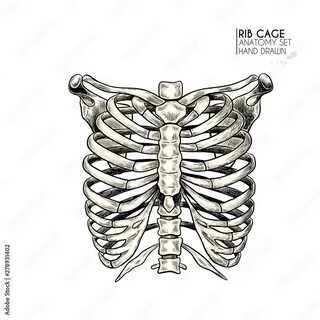 Rib cage