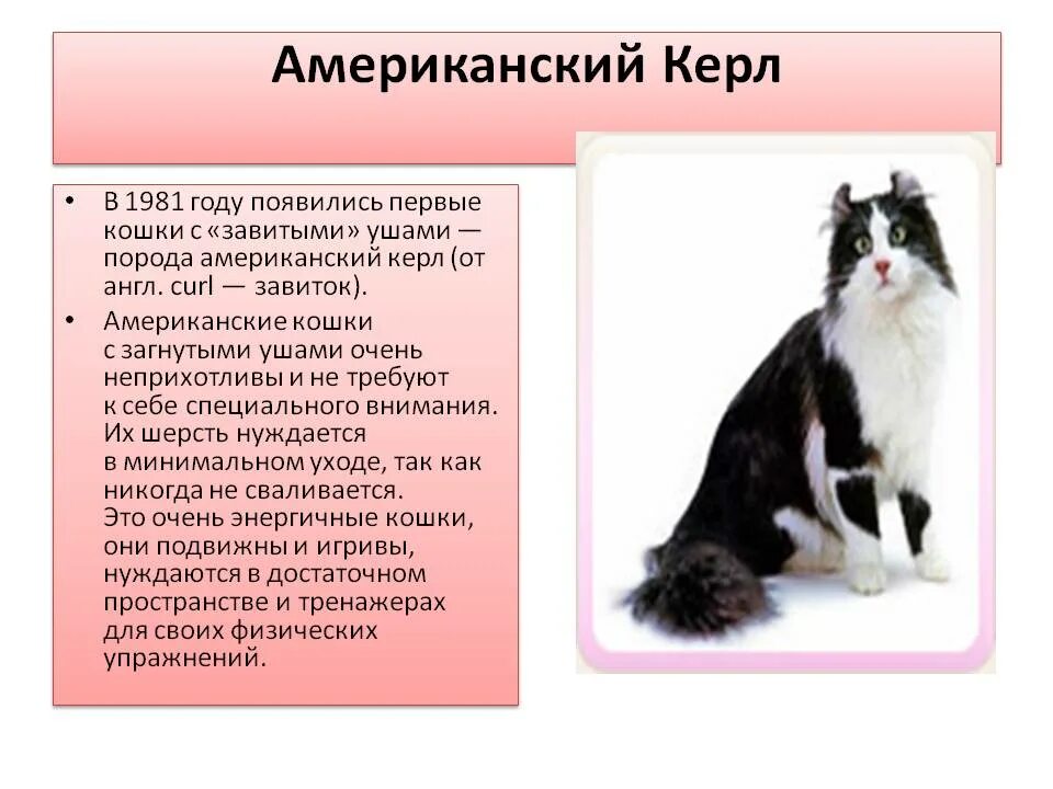 Американский керл описание. Кошки породы американский кёрл. американский кёрл котенок описание породы. американский кëрл кошка описание.