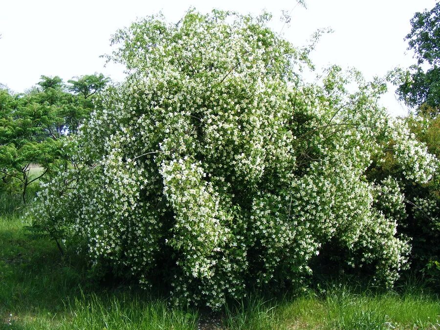 Пахнущий кустарник. Кустарник ромеро. пахнущие кустарники. вонючий кустарник. пахнущие кустарники для сада.