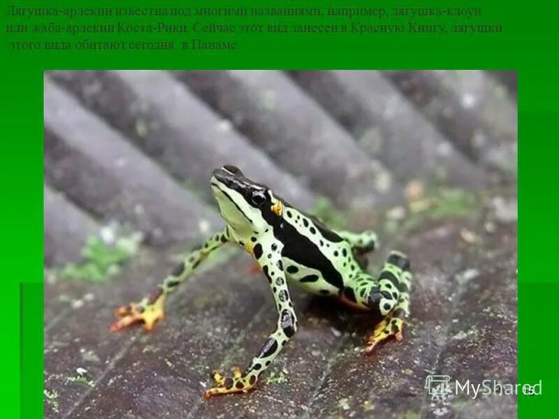 представители земноводных занесенных в красную книгу. амфибии красной книги. лягушки занесенные в красную книгу. земноводные красной книги. жаба занесенная в красную книгу.