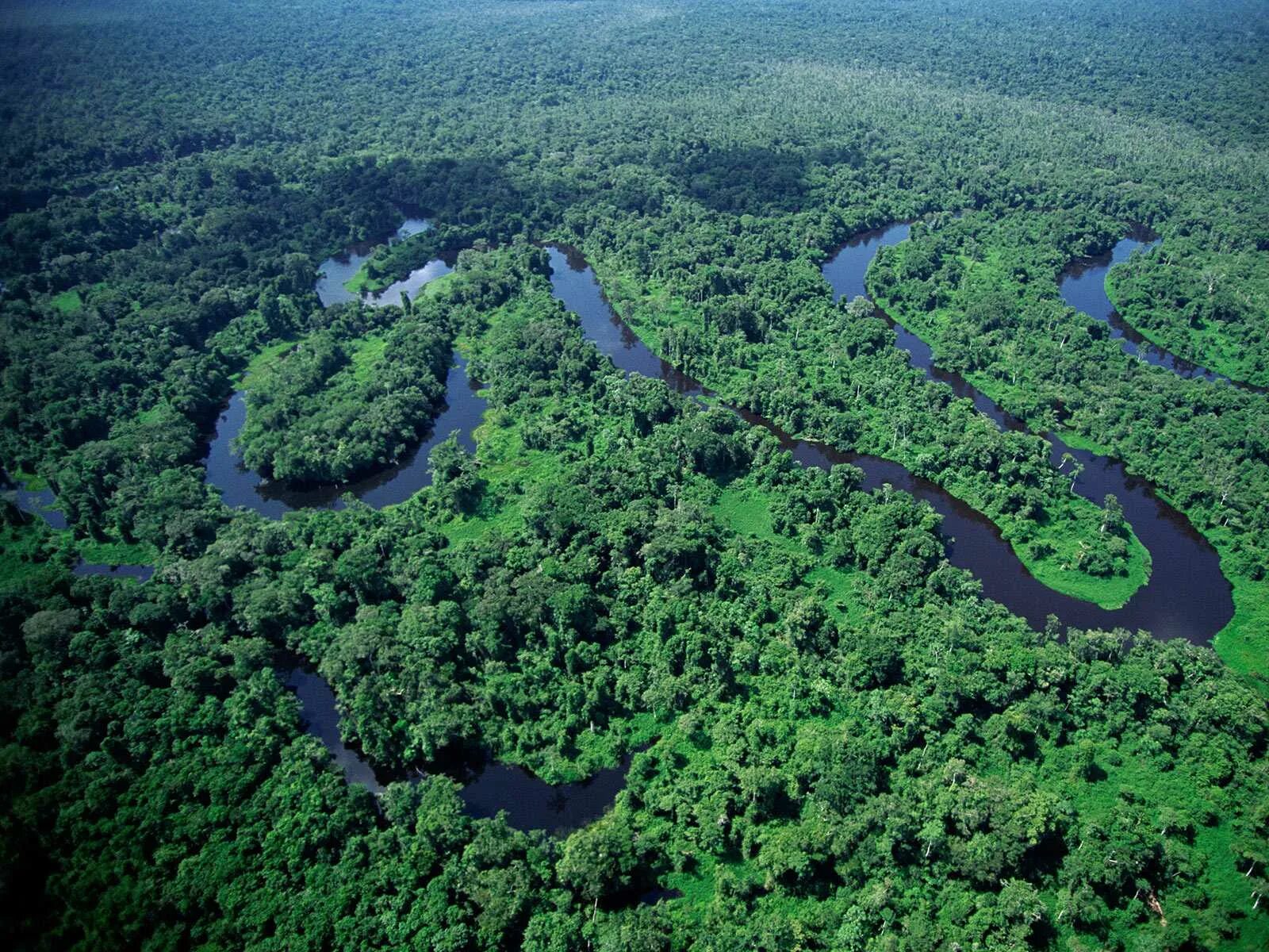 Amazon borneo congo. Бразилия леса Амазонии. Тропические леса амазонки в Бразилии. Дождливые леса Амазонии. Река Амазонка в Бразилии.