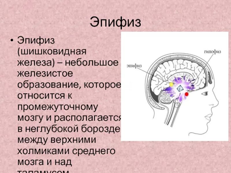 Пинеальная железа это. Эпифиз головного мозга. Шишковидная железа.