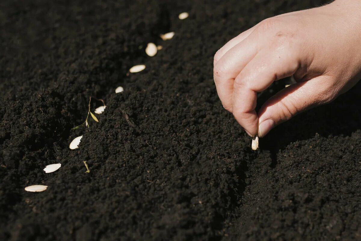 Какие семена сеют весной. Посев семян в открытый грунт. Посадка семян в грунт. Посев в грунт. Земля садить семена.