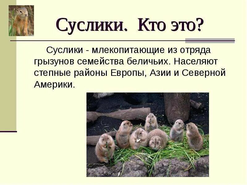 Животные степи 4 класс суслик. Крапчатый суслик. История о сусликах. Суслик презентация. Суслик песчаник.