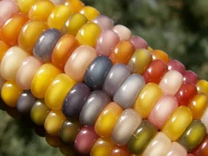 Glass corn