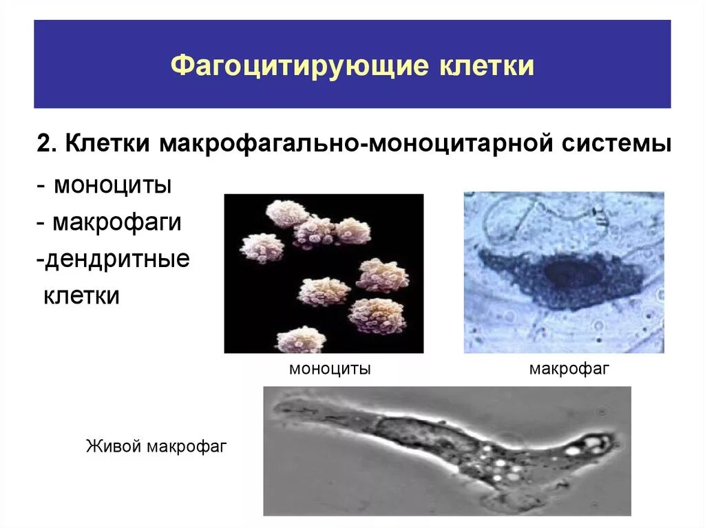 Клетки фагоцитарной системы. Клетки макрофагально моноцитарной системы. Клетки обладающие фагоцитарной способностью. К фагоцитирующим клеткам относят.