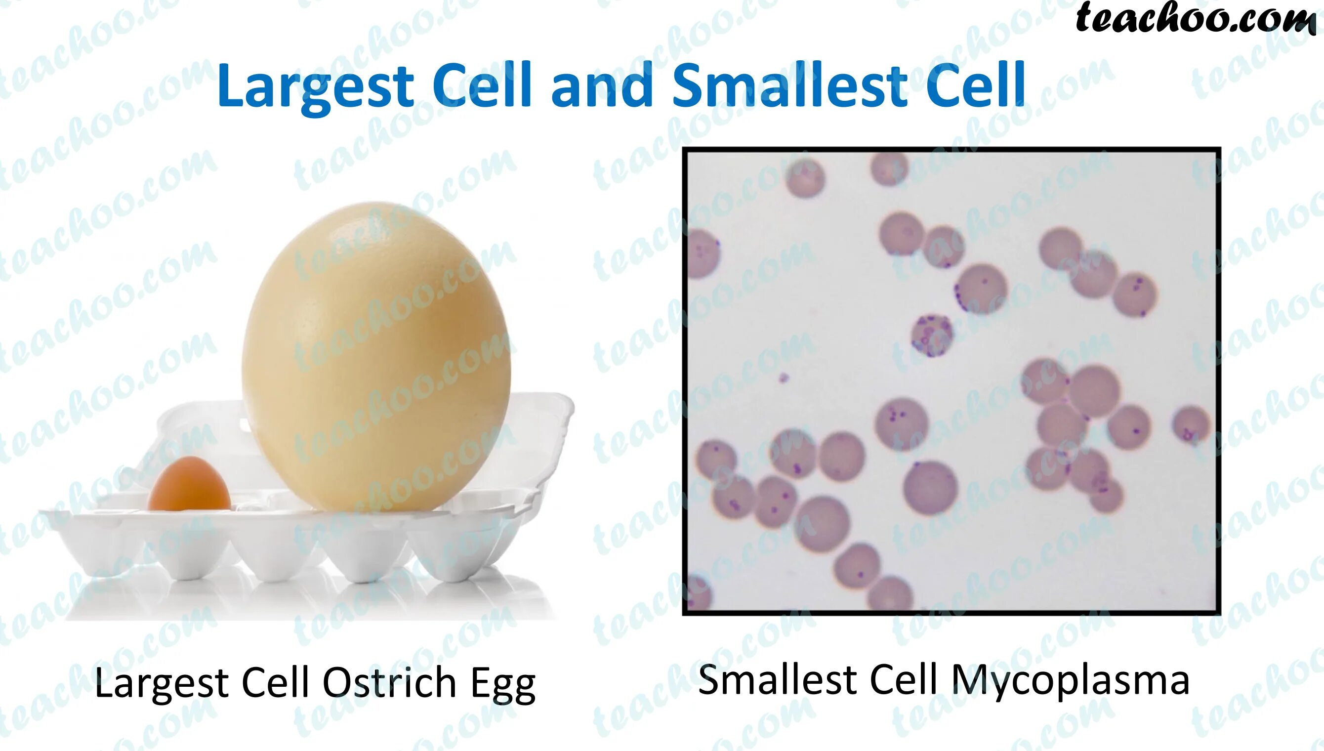 The small size of. World smallest cell. cell super small. largest and smallest. the biggest cell.