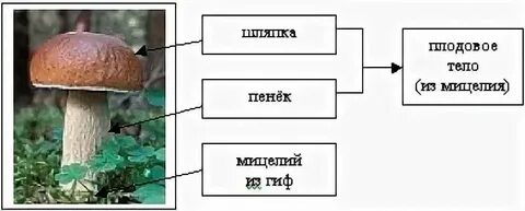 Какое окончание в слове гриб