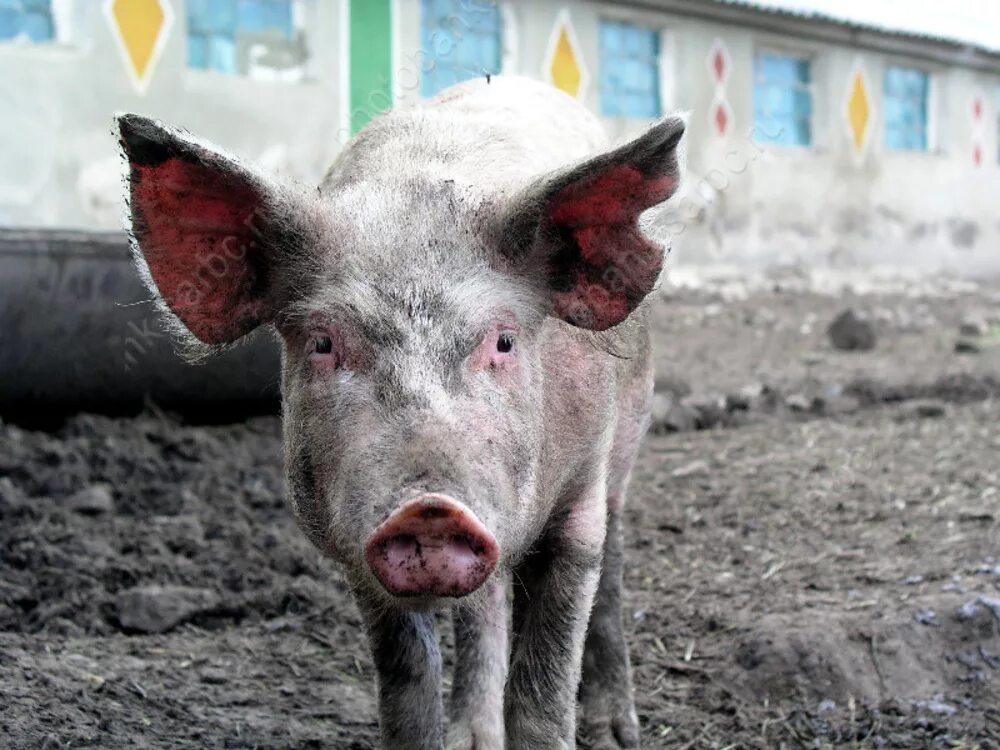 Свинья. Африканская чума свиней. Пасть свиньи