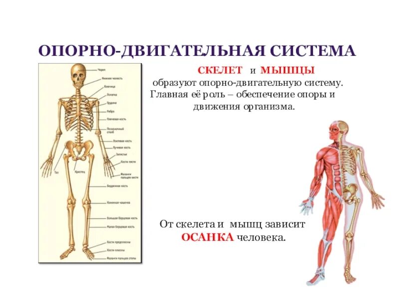 Опорно двигательная система органов функции и строение. Опорно-двигательная система состоит из скелета и. Анатомия опорно двигательная система скелет. Опорно двигательная система мышцы человека анатомия. Роль опорно двигательной системы 3 класс