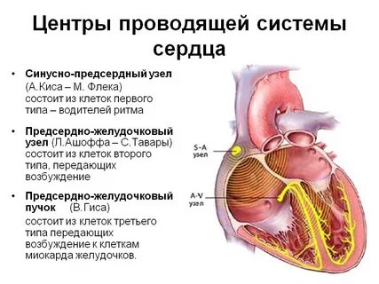Нервная система сердца