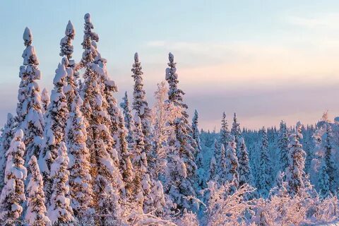 Boreal forest