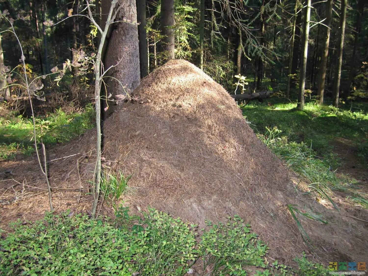 В небольшом муравейнике который. Лесные муравьи Муравейник. Муравейник жилище муравьев. Земляные муравейники. Муравьи строят Муравейник.