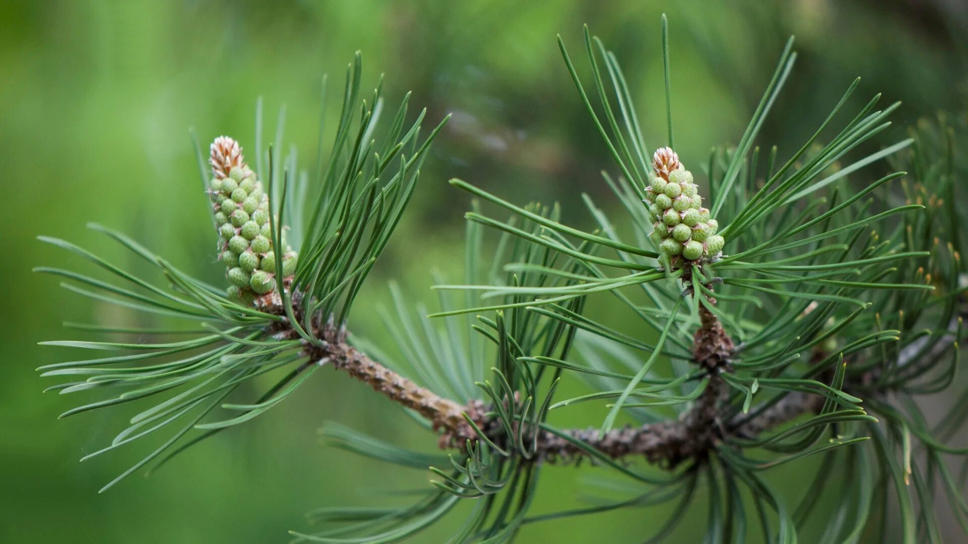 Почему сосна хвойная. Сосна красная/смолистая (Pinus resinosa). Хвоинки сосны. Сосна обыкновенная габитус. Сосновый вертун сосны обыкновенной.