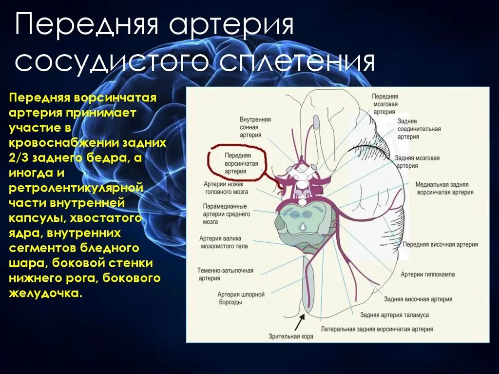 Артерии среднего мозга