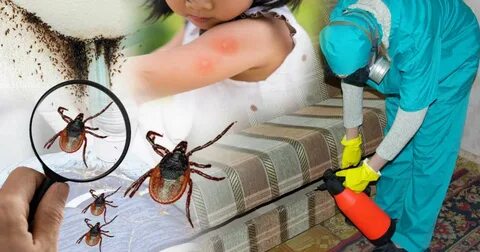 Траннилердің шарсыз фотосуреттері