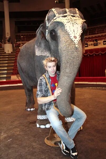 шоу слонов андрея дементьева-корнилова. корниловы дрессировщики слонов. цирк дементьева-корнилова. шоу слонов дементьева корнилова. слоны корниловых.