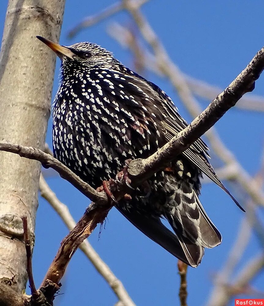 огурцы скворец.