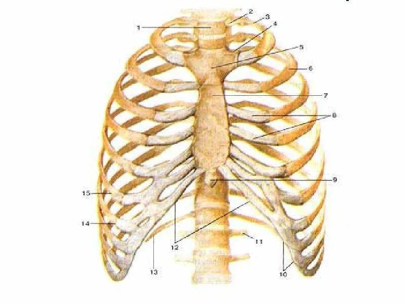 Анатомия человека ребра и Грудина. Грудная клетка Грудина и ребра анатомия. Грудная клетка Грудина и ребра анатомия 8. Кости грудной клетки реберная дуга.