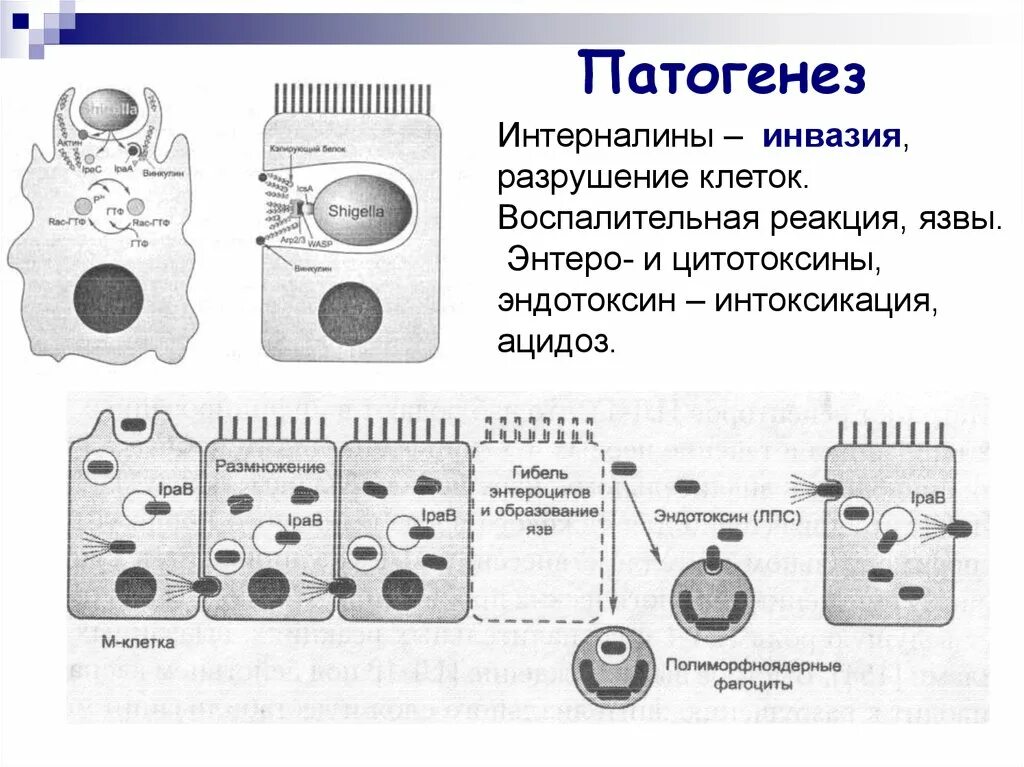 Инвазия микробиология. Эндотоксин патогенез.