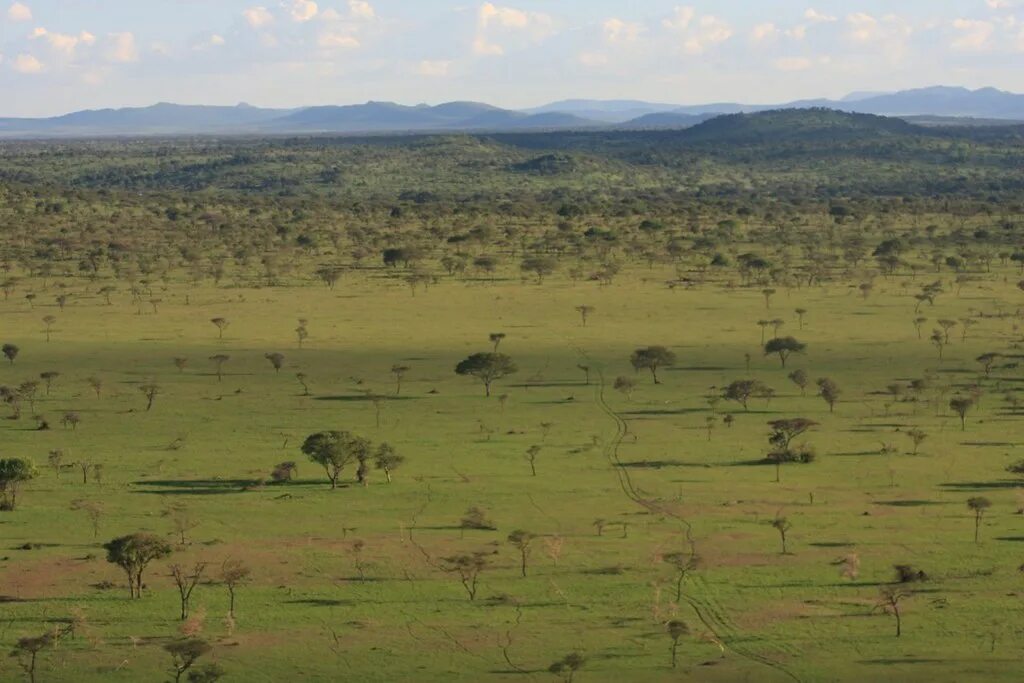 Носорог среда обитания. Носорог среда. Какую среду обитания занимают Орел и носорог. Среда обитания Носорогов картинки.