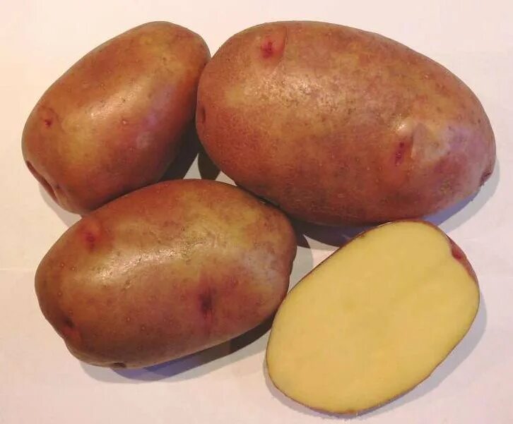 Пароли картофель характеристика. Сорт картофеля аустин. Сорт картофеля Брянский деликатес. Сорт картофеля Шахтерка. Картофель Гусар.
