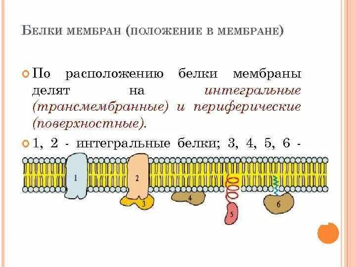 Интегральные белки какие. Трансмембранные белки мембраны. Интегральные белки мембраны. Поверхностные белки мембраны. Белки мембраны поверхностные Интегральные.